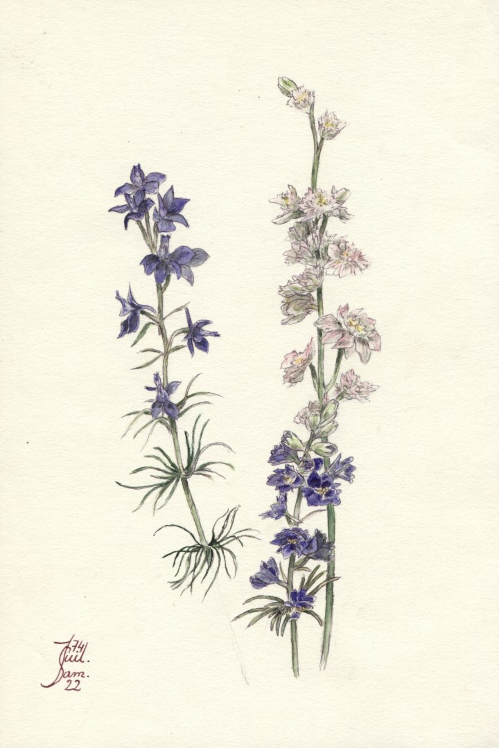 zoom-fleurs-champetres-donne-par-s-2011-aout-sans-cadre