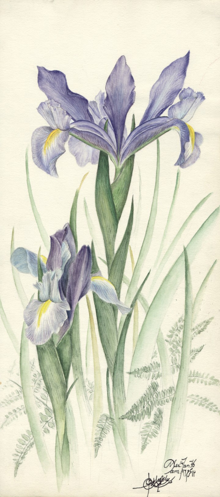 Zoom - Iris  1 - sans cadre.jpg