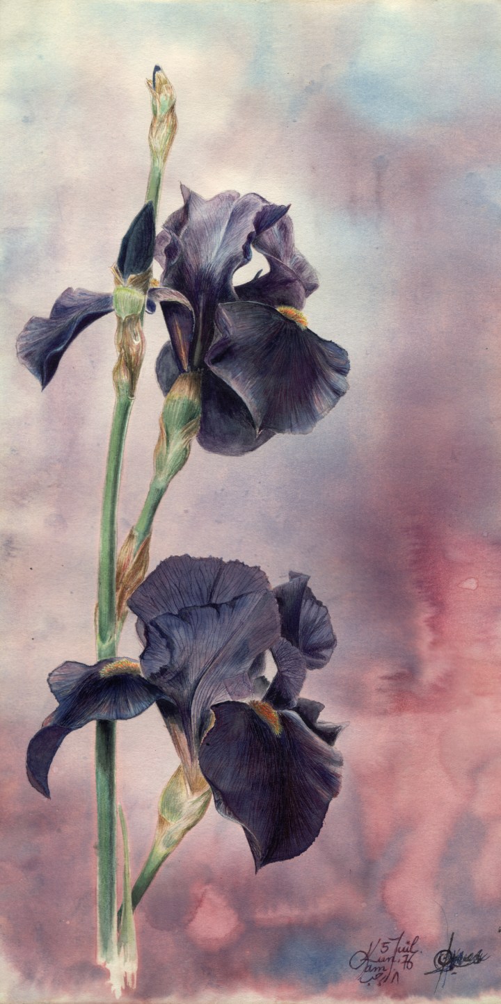 Zoom - Iris  2 - sans cadre.jpg