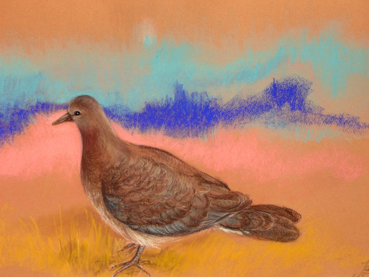 Zoom - TOURTERELLE 016 - donne par S 2011 aout.jpg